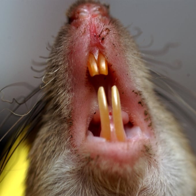 Дератизация крыс в Волгодонске?